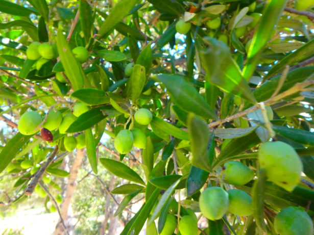 olijven-en-bomen-kreta-oost-2018