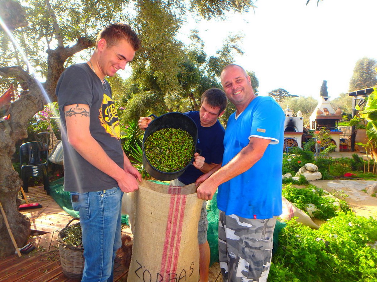 Voorbereiden op de olijfoogst op Kreta