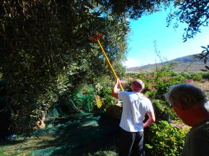 olijfoogst op Kreta