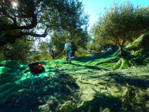 kreta olijfolie kopen