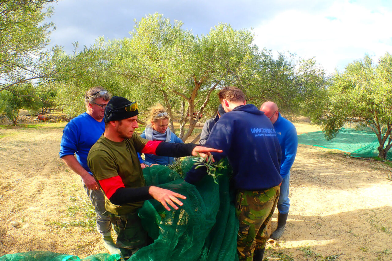 Het oogsten van de olijven op Kreta Griekenland 2022 vakantie