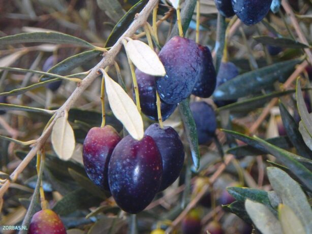 First pressing olive oil Greece